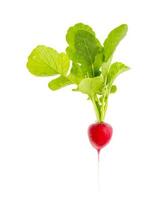 One fresh red radish with green leaves isolated on white background. photo