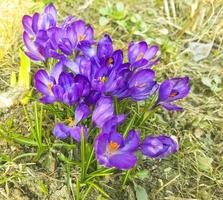 Purple spring flowers on old dry grass, ground. photo