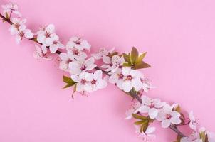 Branch with delicate white and pink flowers photo