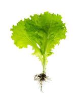 Plant fresh green lettuce with root. Photo