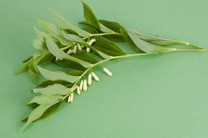 Polygonatum officinalis branch with white flowers and green leaves. photo