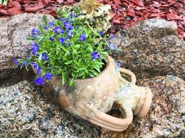 Flowerpots with blue flowers in garden interior. photo