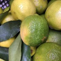 Macro photo green limes. Stock photo green fresh citrus fruit lime