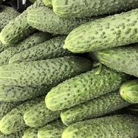 Macro photo green cucumbers. Stock photo green vegetable cucumber background