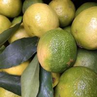 Macro photo green limes. Stock photo green fresh citrus fruit lime