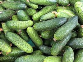 Macro photo green fresh cucumbers. Stock photo green vegetable cucumber