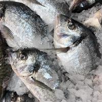 Macro photo dorada fish. Stock photo seafood fresh dorada fish iin ice