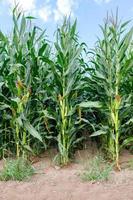Tall corn stalks grow in even rows in the field. photo