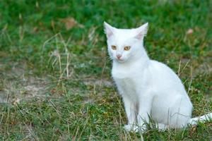 A beautiful young cat with absolutely white fur sits on the green grass.