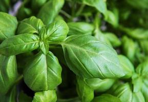 Fresh green basil herbs photo