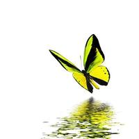 Beautiful multi-colored real butterfly flying on a white background photo