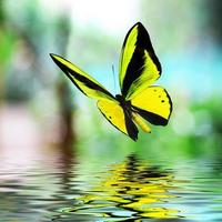 Beautiful multi-colored real butterfly flying on a green background photo