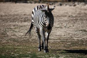 Grant's zebra. Mammal and mammals. Land world and fauna. Wildlife and zoology. photo
