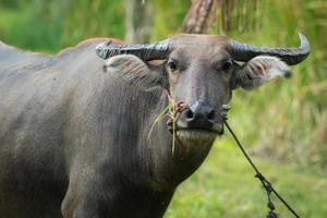 Close up Thai buffalo photo