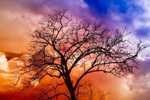 Silhouettes of branches a tree on colorful cloudy scarybackground photo