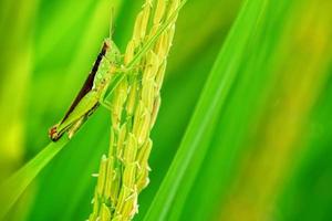 Macro view of rice grasshopper lives on the rice background, selective focus. photo