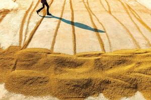 Drying rice to reduce moisture farmers to produce. photo