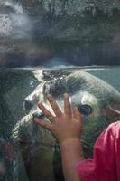 Tokyo, Japan - October 12, 2016 - Unidentified children with sea lion at Ueno zoo in Tokyo, Japan. It is Japan oldest zoo, opened on March 20, 1882 photo