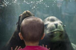 Tokyo, Japan - October 12, 2016 - Unidentified children with sea lion at Ueno zoo in Tokyo, Japan. It is Japan oldest zoo, opened on March 20, 1882 photo