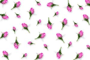 Flowers composition of Pink rose on white background. photo