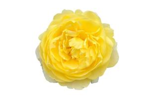 yellow rose isolated on white background - image photo