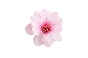 sakura flower isolated on white background photo