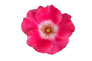 Prairie rose flower on white background - image photo