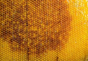 Honeycomb from bee hive filled with golden honey photo