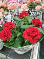 Roses rouges en pot dans un magasin de fleurs photo