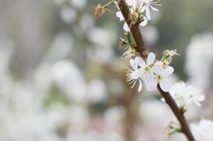 Beautiful white wild himalayan cherries bloom photo