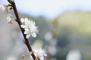 las cerezas silvestres blancas del himalaya florecen foto