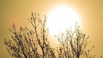 branches of a tree against the background of the sunset photo