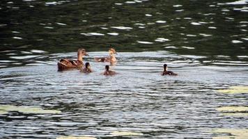 duck with ducklings floats on water