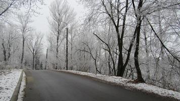 road in winter forest photo