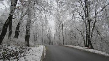 road in winter forest photo