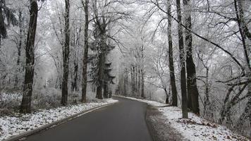 road in winter forest photo