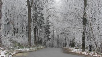 camino en bosque de invierno foto