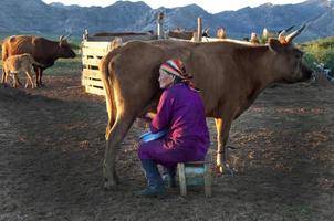 Aged mongolian woman milking a cow in a rural area at sunset. Traditional clothes with multicolored head scarf. photo