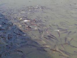 Wat Phanan Choeng Temple AYUTTHAYA THAILAND01 MARCH 2019People are going down to the waterfront to give food to fish in the river as a merit. photo
