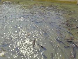 templo wat phanan choeng ayutthaya tailandia01 de marzo de 2019la gente baja al paseo marítimo para dar comida a los peces en el río como un mérito. foto