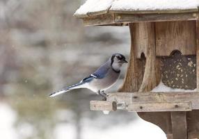 Blue Jay at Bird Feeder Winter photo