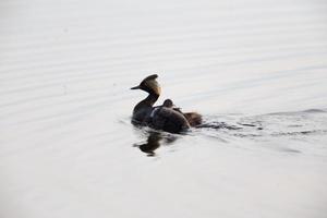 Eared Grebe with Babies photo