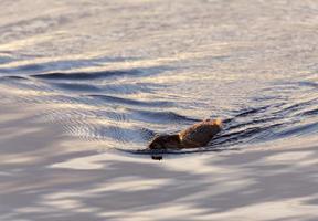 Muskrat swimming at sunset photo