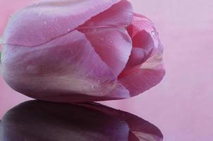 Pink Tulip Macro photo