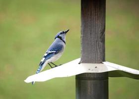 Blue Jay at feeder photo
