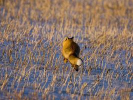 Fox on the Run photo