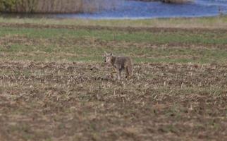 Coyote standing in field photo