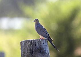 Mourning Dove on Post photo