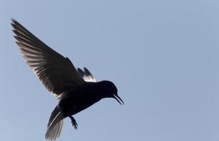 golondrina de mar en vuelo foto