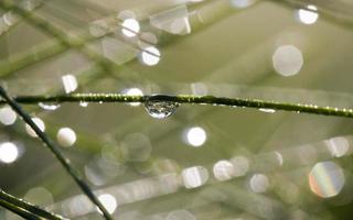 Pine Needles and dew photo